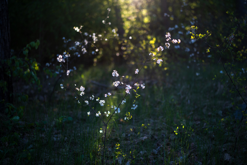 Фотографія *** / Микола Шахманцір / photographers.ua