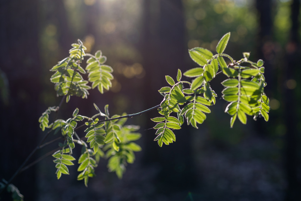 Фотографія *** / Микола Шахманцір / photographers.ua