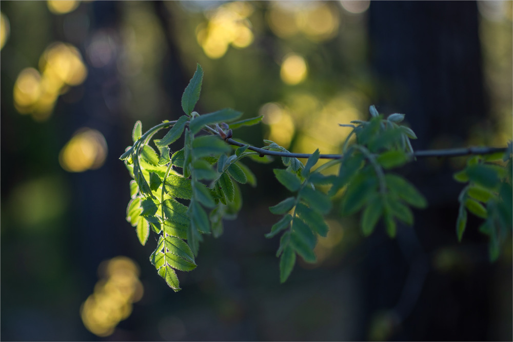 Фотографія *** / Микола Шахманцір / photographers.ua