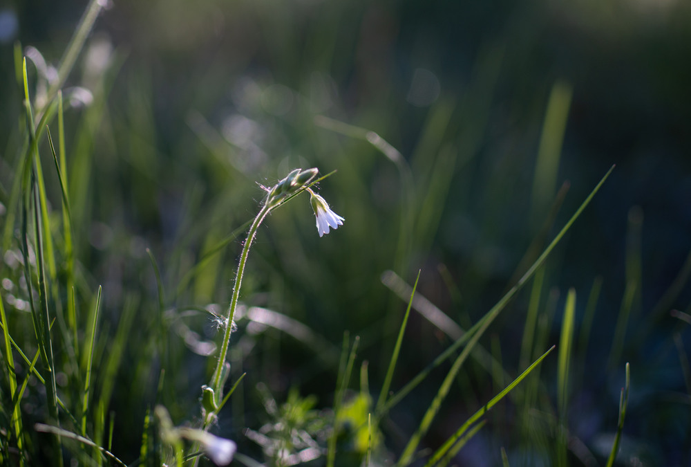 Фотографія *** / Микола Шахманцір / photographers.ua