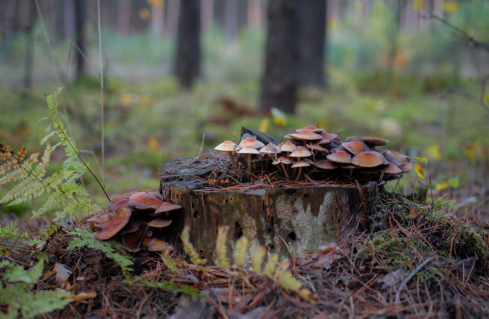 Фотографія ..... / Микола Шахманцір / photographers.ua