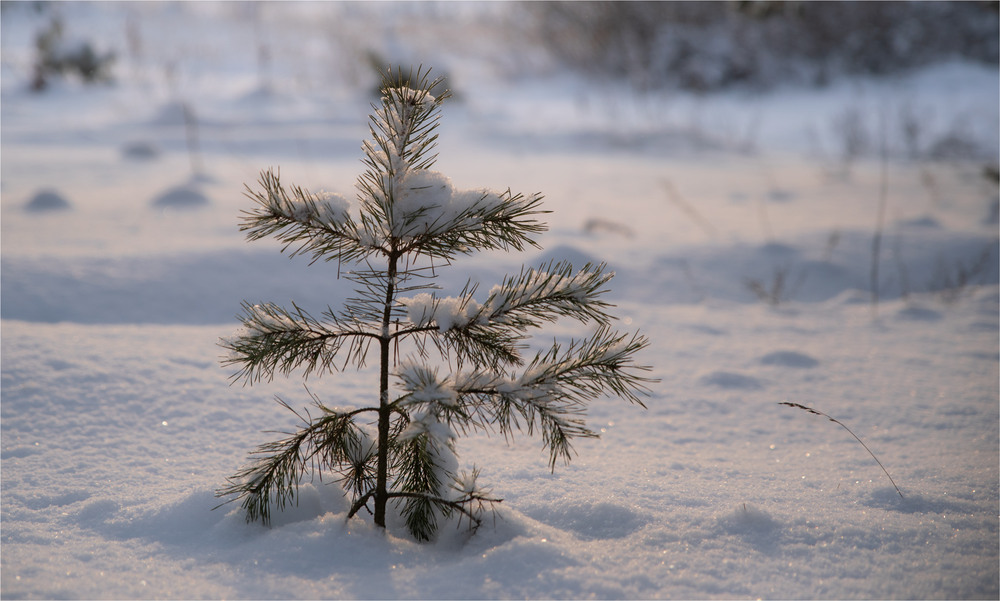Фотографія *** / Микола Шахманцір / photographers.ua