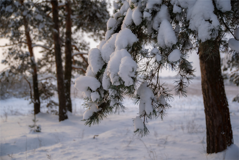Фотографія дочекалися! / Микола Шахманцір / photographers.ua