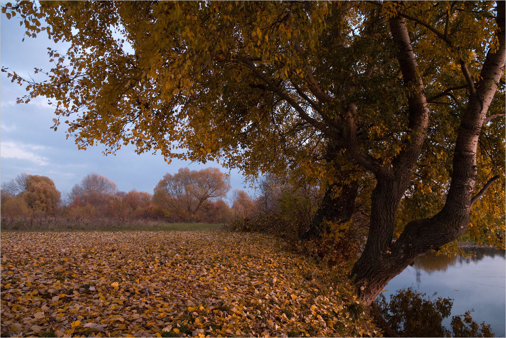 Фотографія ..на ковре из жёлтых листьев... / Микола Шахманцір / photographers.ua