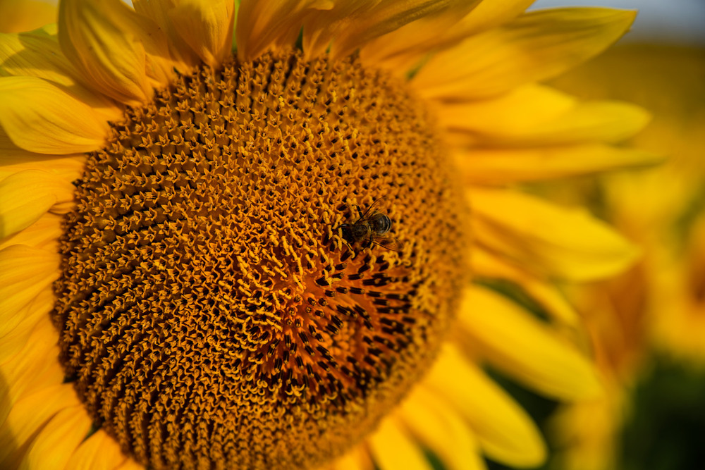 Фотографія * * * / Микола Шахманцір / photographers.ua