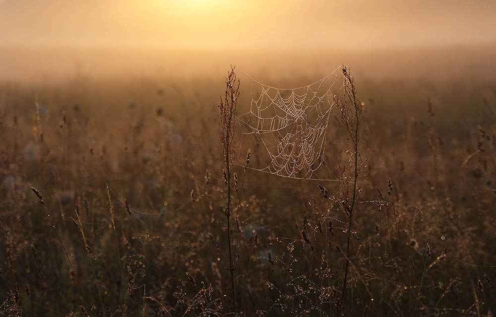 Фотографія світанок павутиних воріт... / Микола Шахманцір / photographers.ua