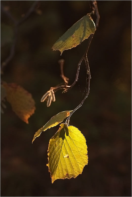 Фотографія там ,де народжуеться осінь... / Микола Шахманцір / photographers.ua