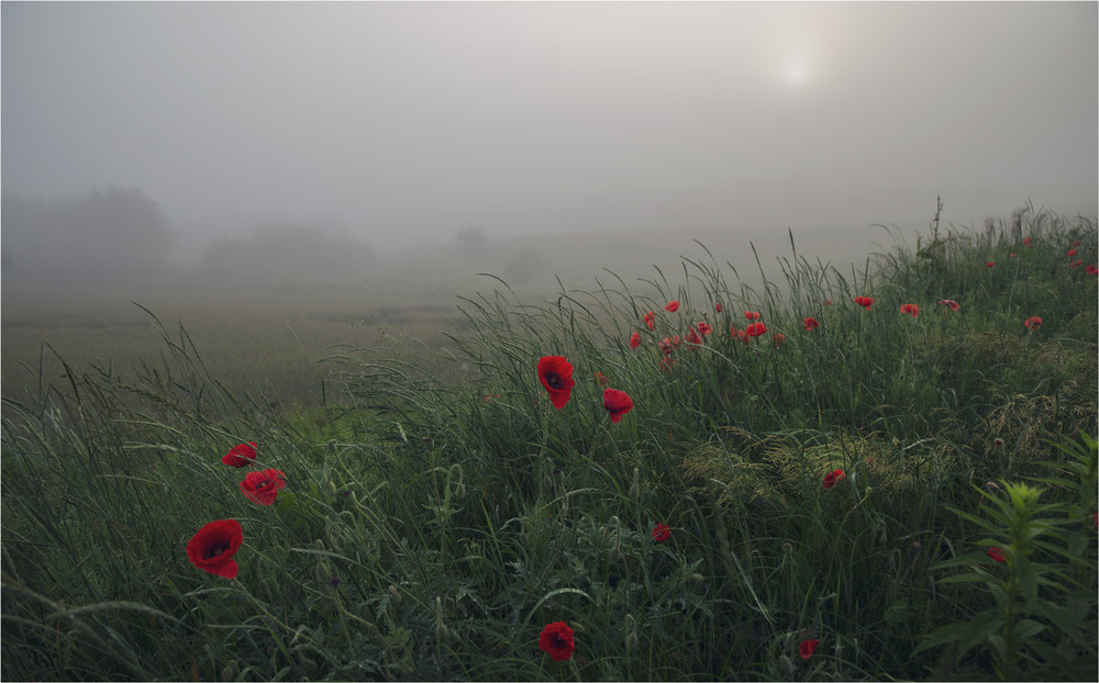 Фотографія * * * / Микола Шахманцір / photographers.ua