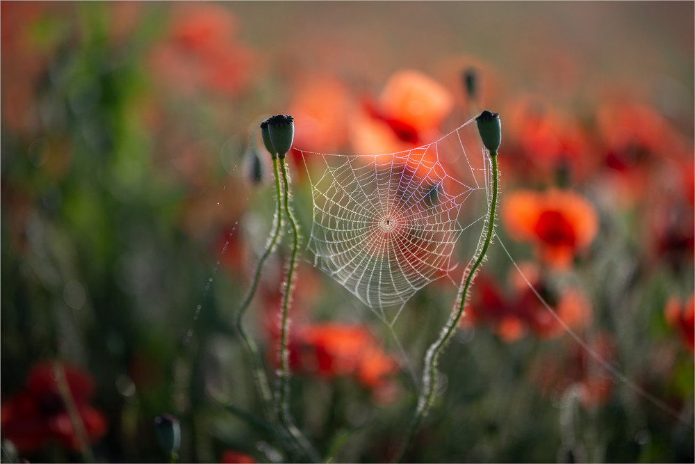 Фотографія л і т о / Микола Шахманцір / photographers.ua