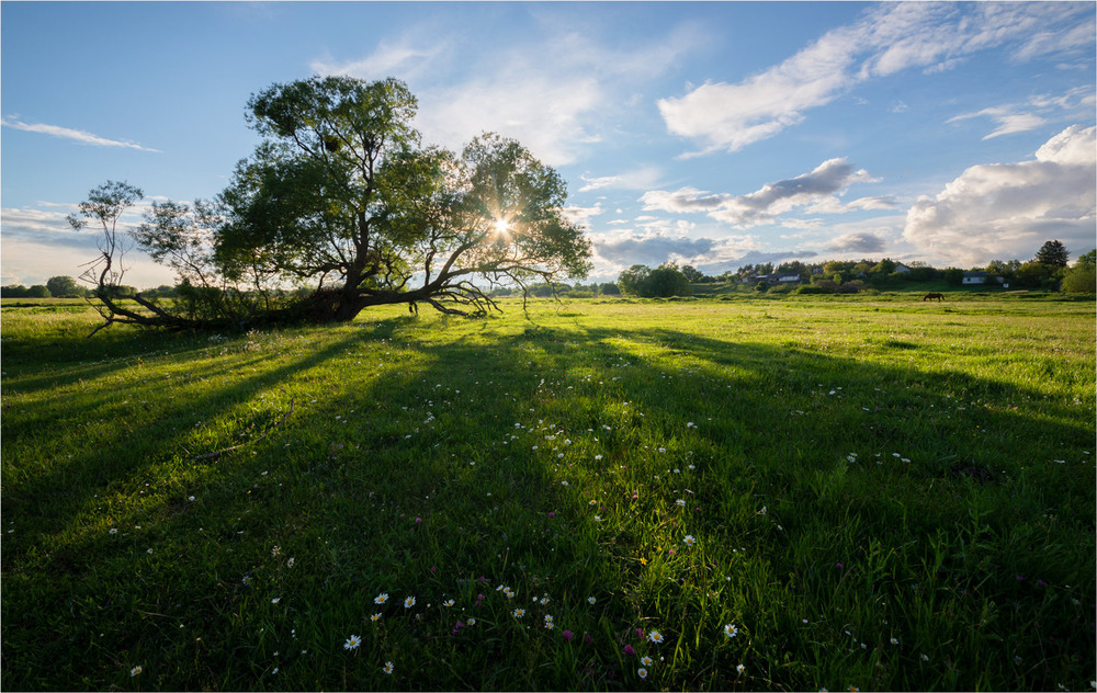 Фотографія стара верба / Микола Шахманцір / photographers.ua