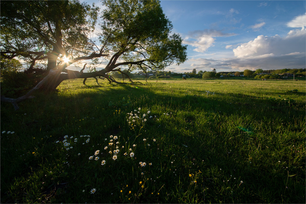 Фотографія *** / Микола Шахманцір / photographers.ua