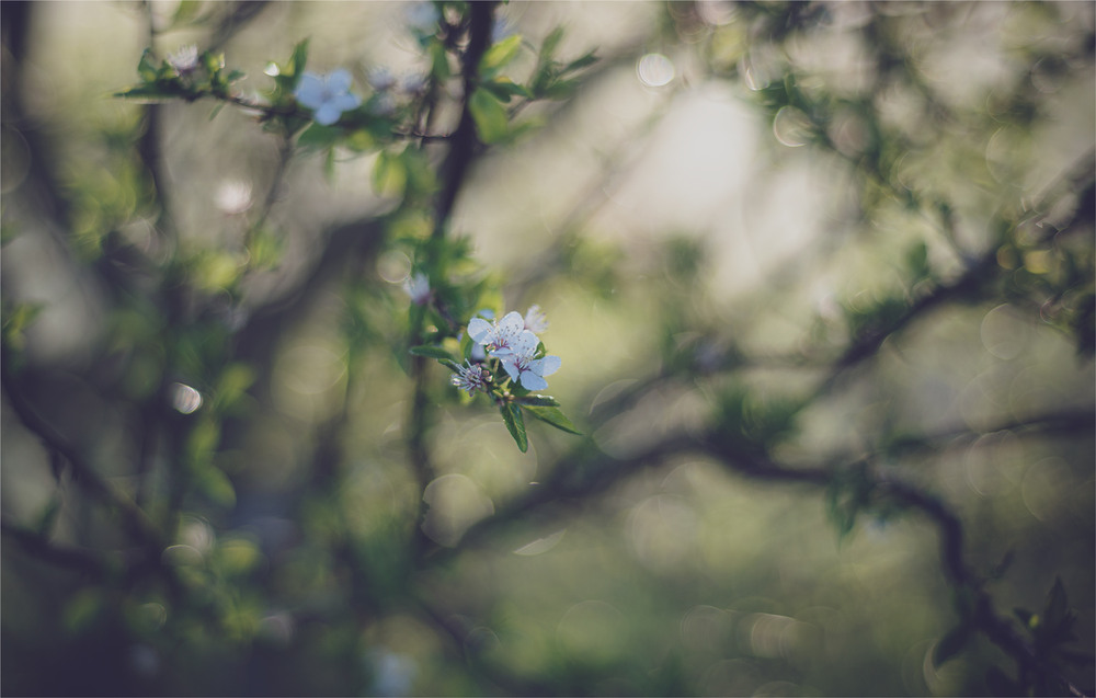 Фотографія * * * / Микола Шахманцір / photographers.ua