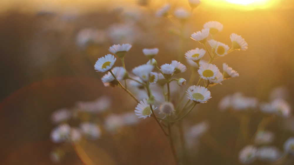 Фотографія // / Dmitriy Svetlichniy / photographers.ua