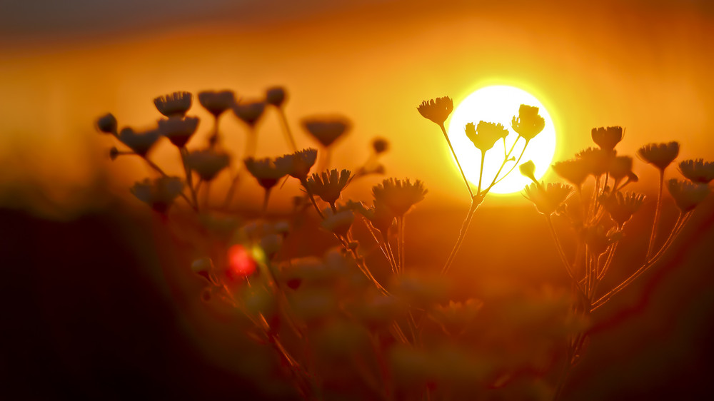 Фотографія // / Dmitriy Svetlichniy / photographers.ua