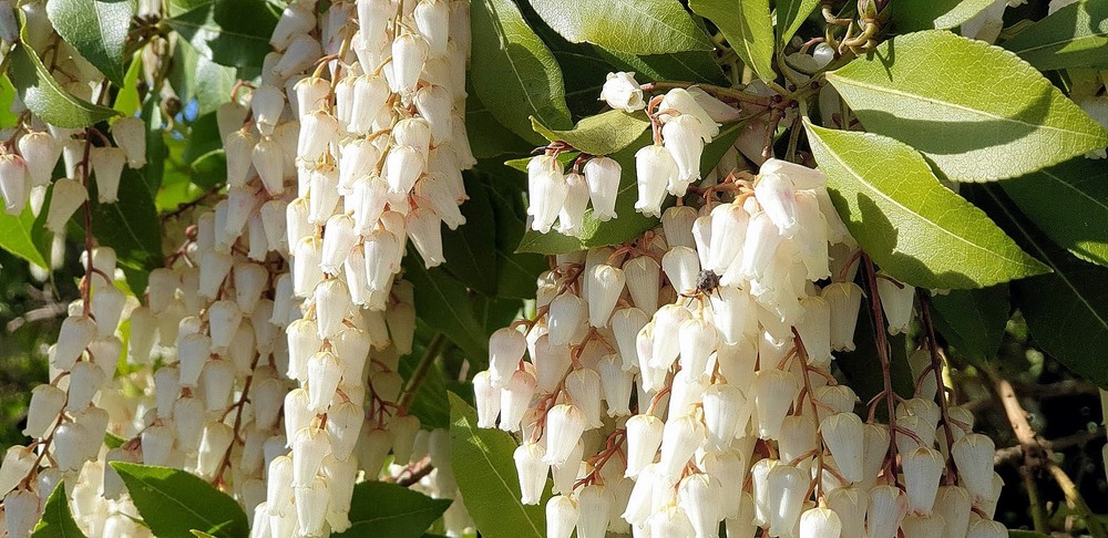 Фотографія Квiти весни. / Ольга / photographers.ua