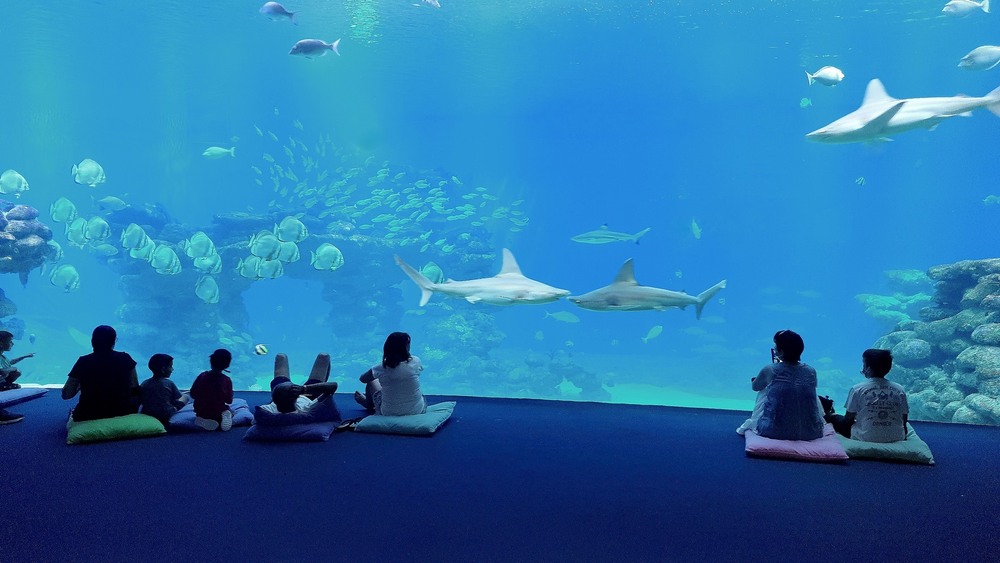 Фотографія Спостереження за акулами. / Ольга / photographers.ua