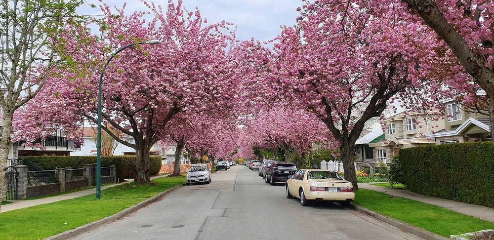 Фотографія Квіткова вулиця. / Ольга / photographers.ua