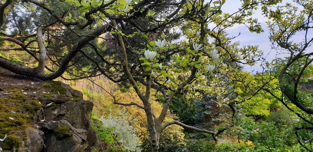 Фотографія Магнолія. / Ольга / photographers.ua