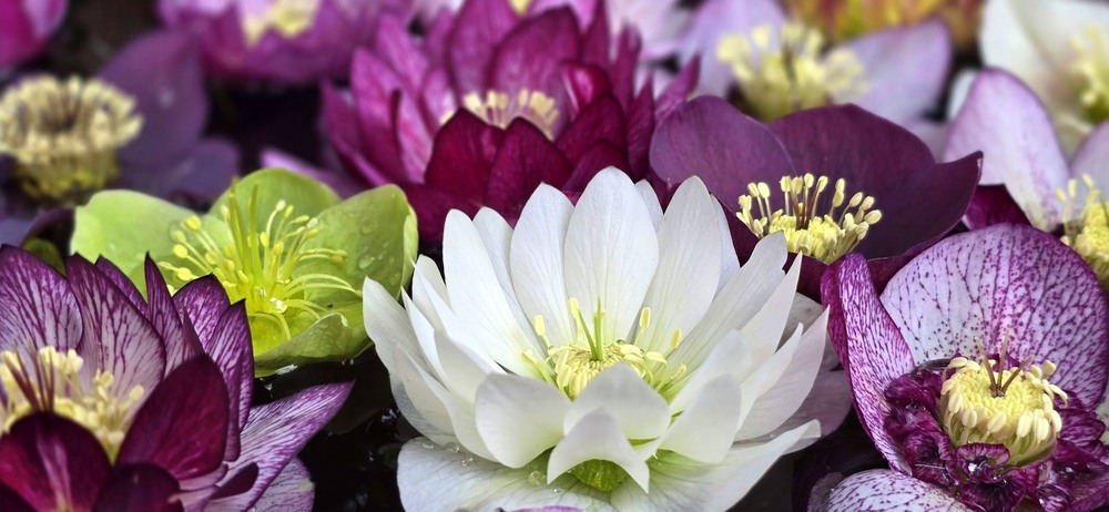 Фотографія Квiти весни. / Ольга / photographers.ua