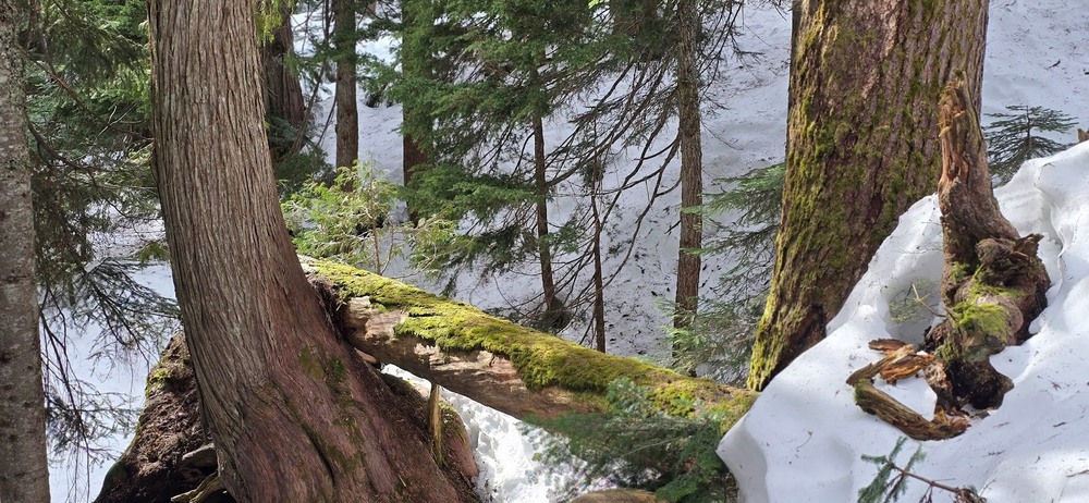 Фотографія Лiсова замальовка. / Ольга / photographers.ua