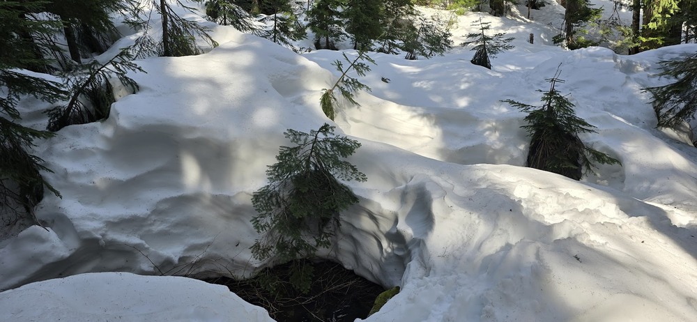 Фотографія У лісі народилася ялинка. / Ольга / photographers.ua