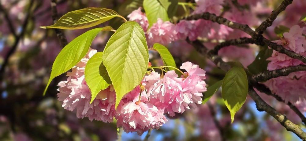 Фотографія Сакура. / Ольга / photographers.ua