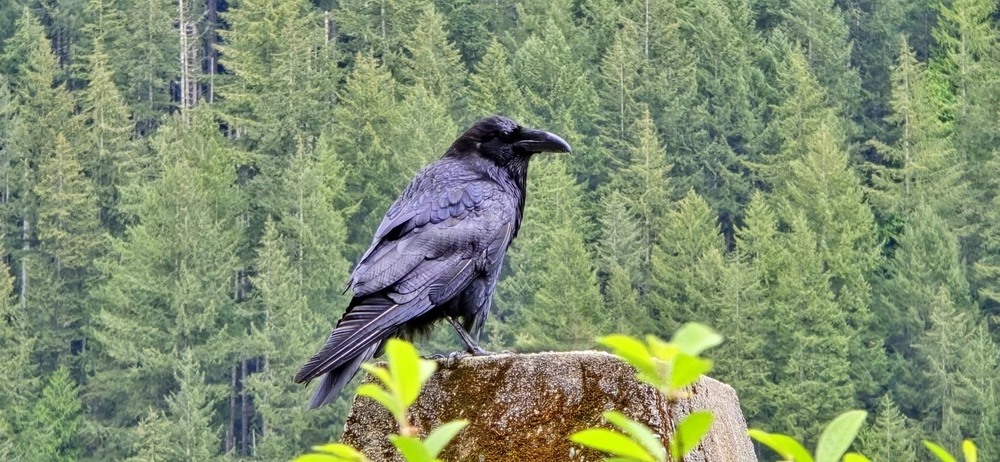 Фотографія Чорний ворон. / Ольга / photographers.ua