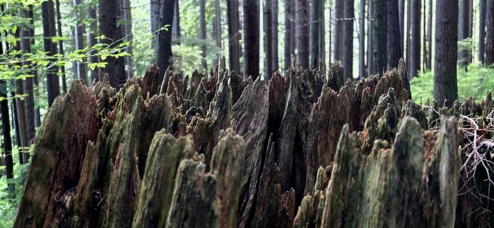 Фотографія Про пеньок. / Ольга / photographers.ua