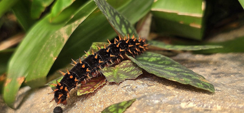 Фотографія Колюча гусеничка. / Ольга / photographers.ua