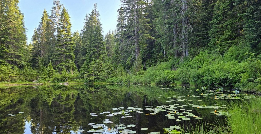 Фотографія ... там лілії цвітуть... / Ольга / photographers.ua