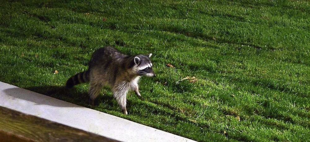 Фотографія Непроханий гicть. / Ольга / photographers.ua