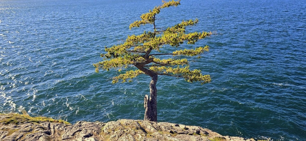 Фотографія Самотнє дерево на скелі. / Ольга / photographers.ua