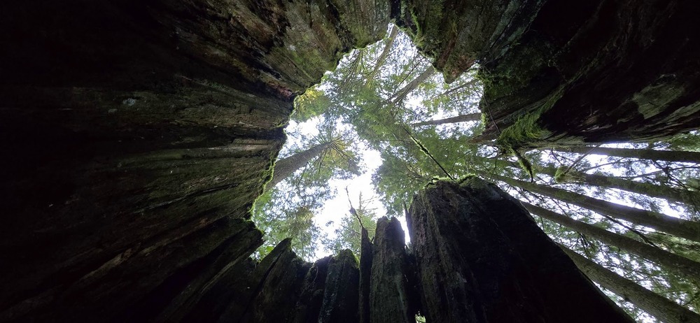 Фотографія Погляд зсередини. / Ольга / photographers.ua