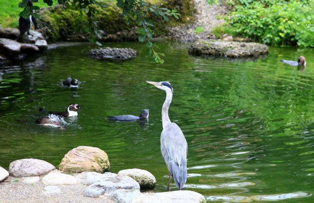Фотографія Мирне сусідство. / Ольга / photographers.ua