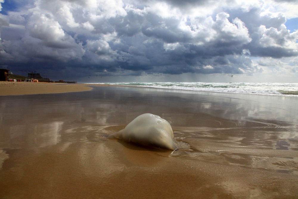 Фотографія Медуза - володарка морів. / Ольга / photographers.ua