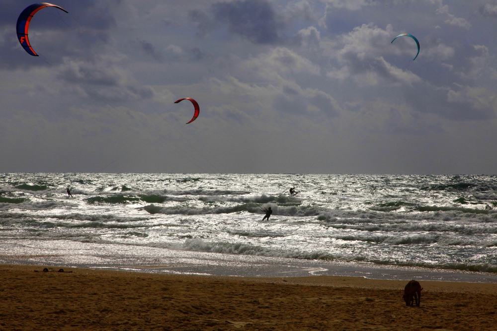 Фотографія Троє в морі, крім собаки. / Ольга / photographers.ua