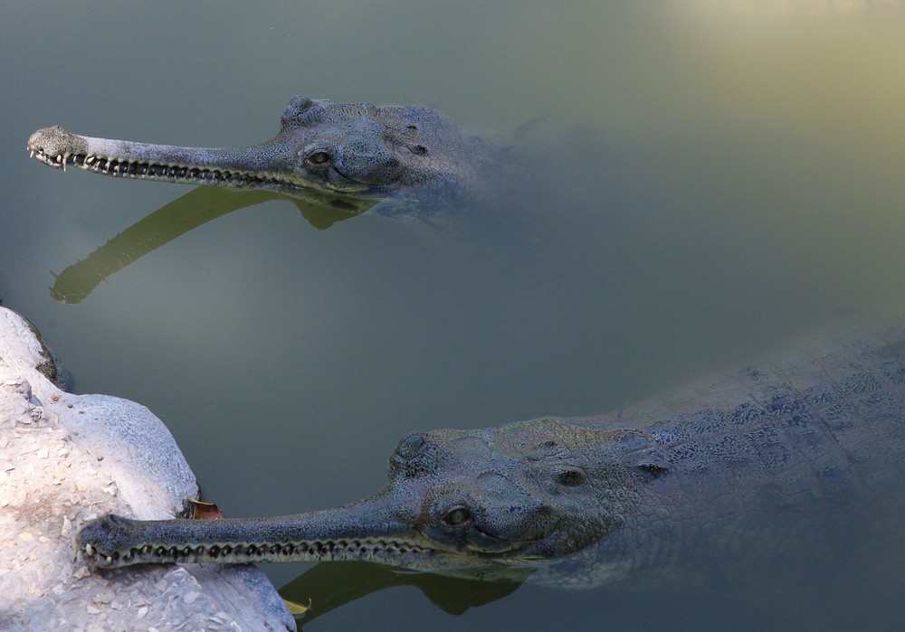 Фотографія Молодой крокодил...нашёл себе друга. / Ольга / photographers.ua