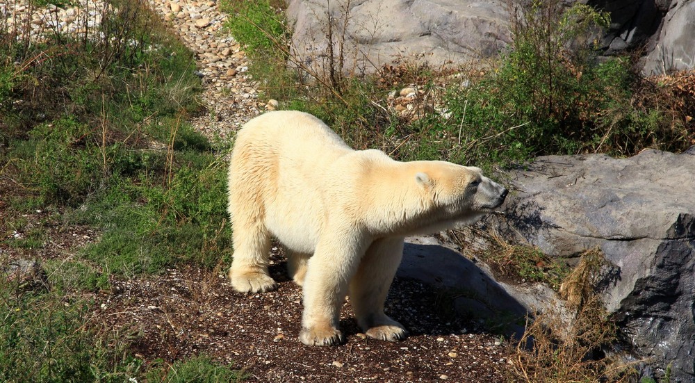 Фотографія Полярний ведмiдь. / Ольга / photographers.ua