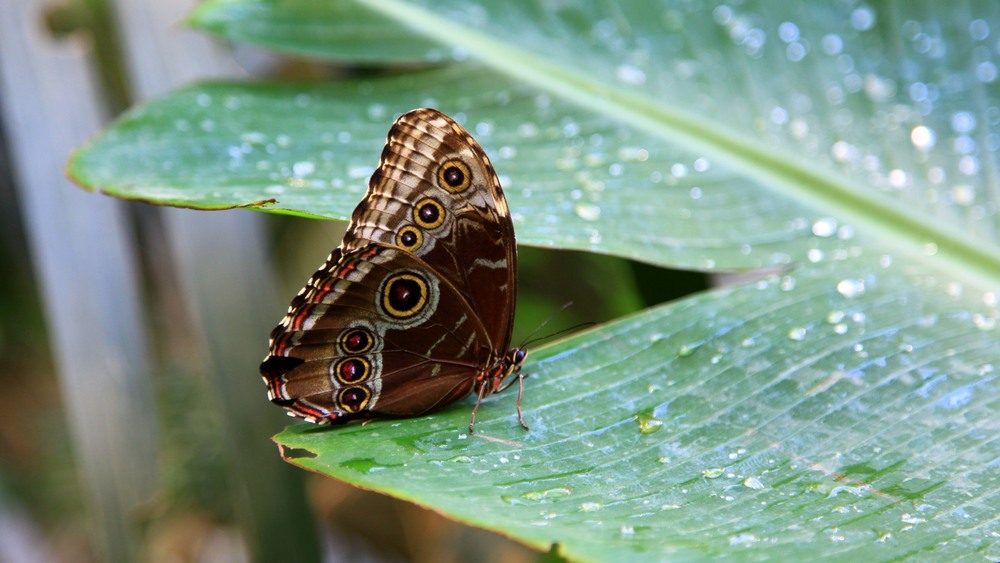 Фотографія Eudia-spini,  Павлиноглазка тернова. / Ольга / photographers.ua