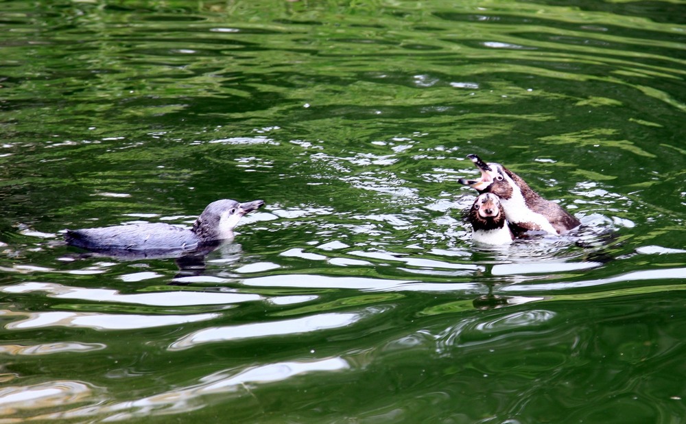 Фотографія Ану провалюй звідси!:)) / Ольга / photographers.ua