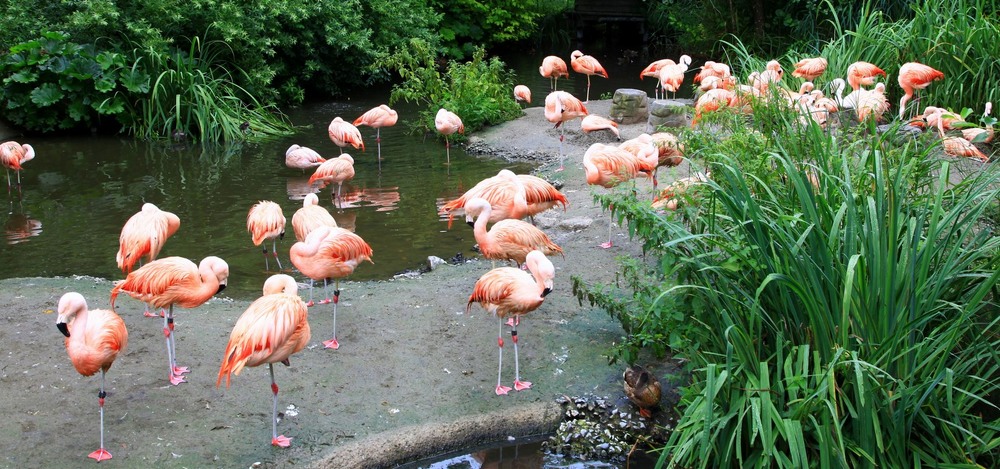 Фотографія Рожевi фламiнго. / Ольга / photographers.ua