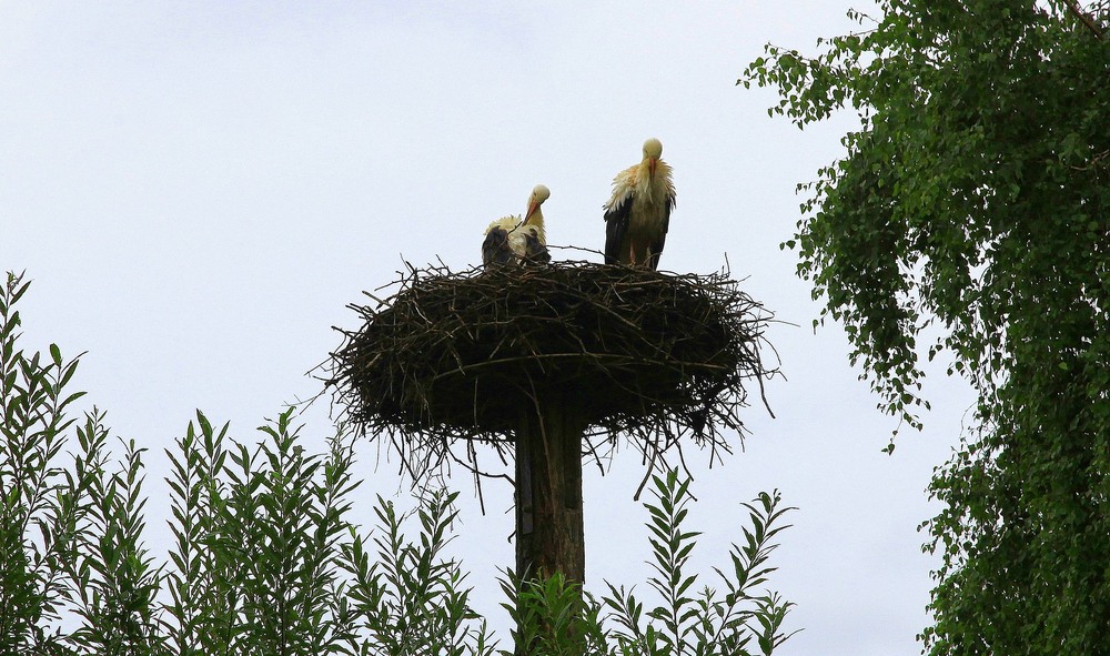 Фотографія Лелеки. / Ольга / photographers.ua