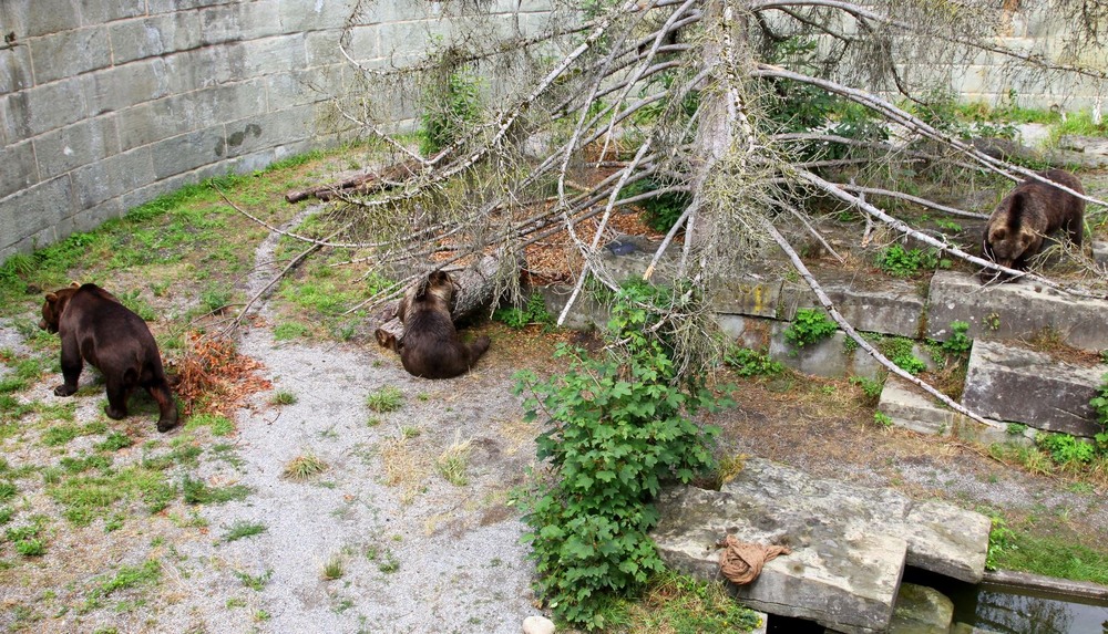 Фотографія Три ведмедi. / Ольга / photographers.ua
