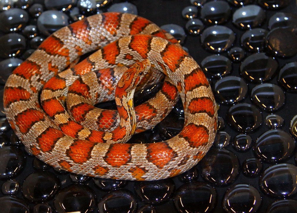 Фотографія От i настав Новий рiк! / Ольга / photographers.ua