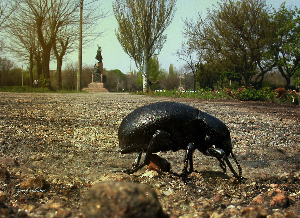 Фотографія Великий жук у маленькому містечку / Сергей Порфирьев / photographers.ua
