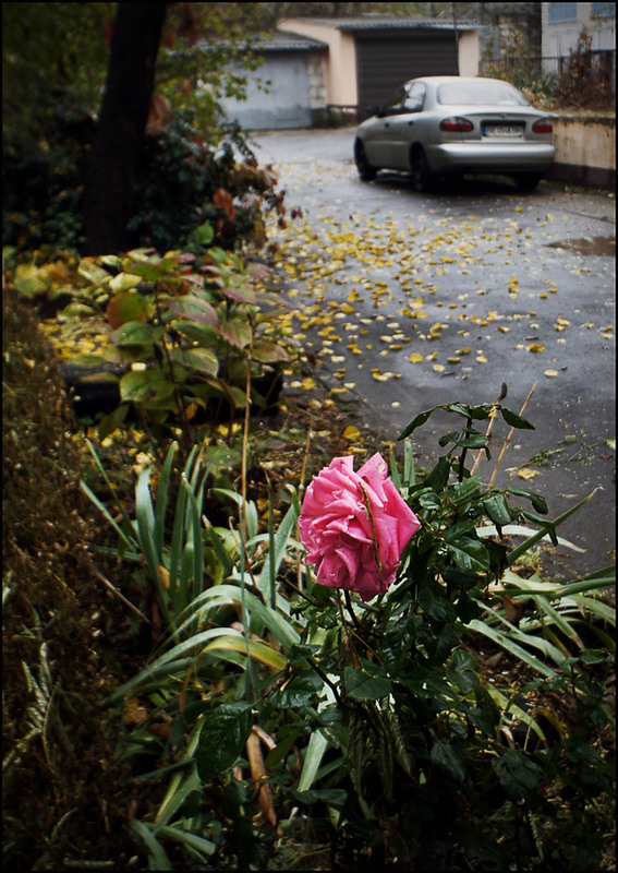 Фотографія Осень. Последняя роза нашего двора... / Сергей Порфирьев / photographers.ua