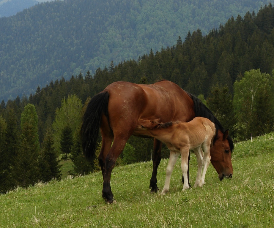 Фотографія Животные / Александр Подрез / photographers.ua