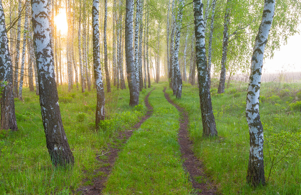 Фотографія Травневий ранок у березовому лісі-2. / Александр Подрез / photographers.ua