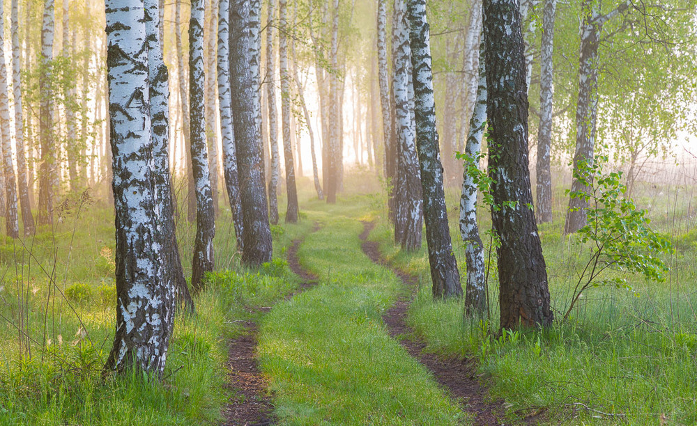 Фотографія Травневий ранок у березовому лісі. / Александр Подрез / photographers.ua