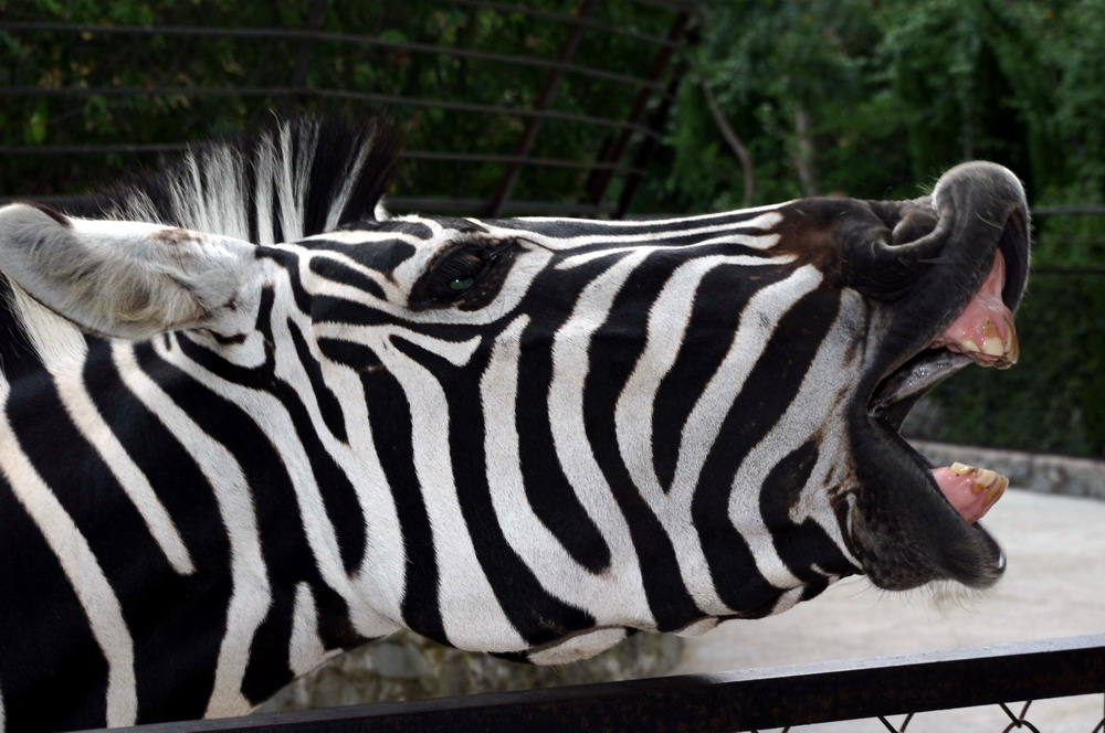 Фотографія Марти / Евгений / photographers.ua